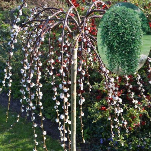 Salix caprea 'Pendula' - Raagremmelgas 'Pendula'  tüvevorm C5/5L